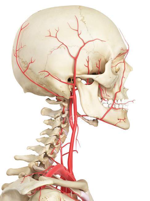 Vascular anatomy of head and neck — Stock Photo