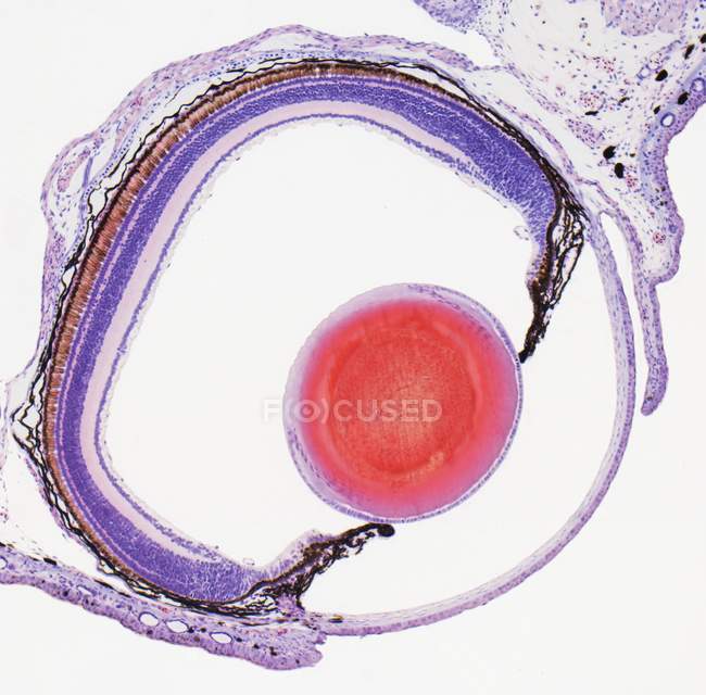 Micrografía ligera de una sección a través del ojo de una rana . - foto de stock