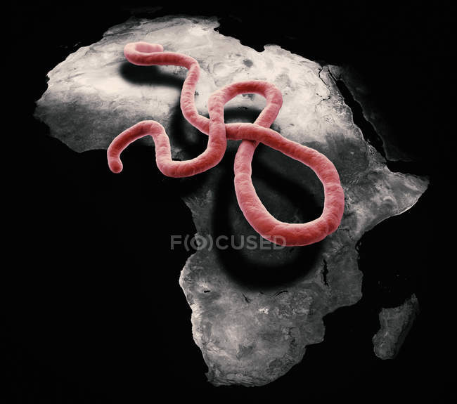 Ebolavirus-Teilchen — Stockfoto