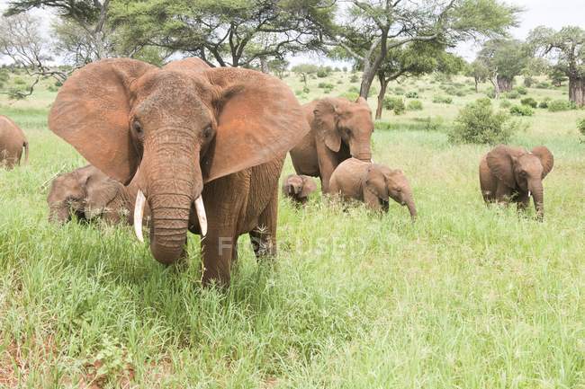 Manada de elefantes africanos na Tanzânia . — Fotografia de Stock