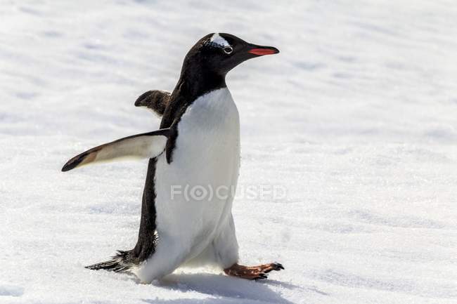 Gentoo Pinguin läuft auf Schnee in der Antarktis. — Stockfoto