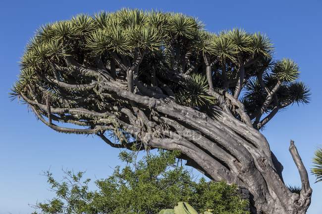 Subtropical tree-like plant native to Canary Islands. — Stock Photo
