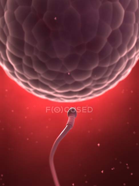 Esperma humano acercándose óvulo - foto de stock