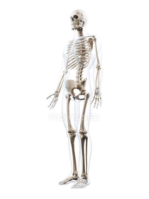 Silhouette humaine avec système squelettique — Photo de stock