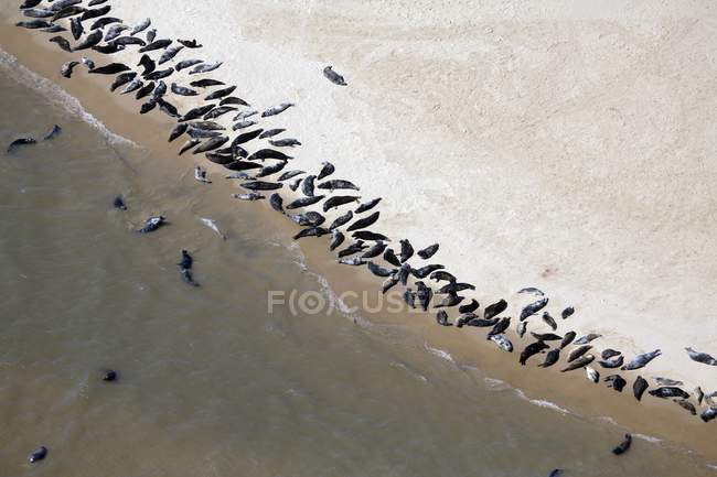 Vue aérienne de phoques reposant sur le banc de sable de Scroby Sands, Angleterre . — Photo de stock
