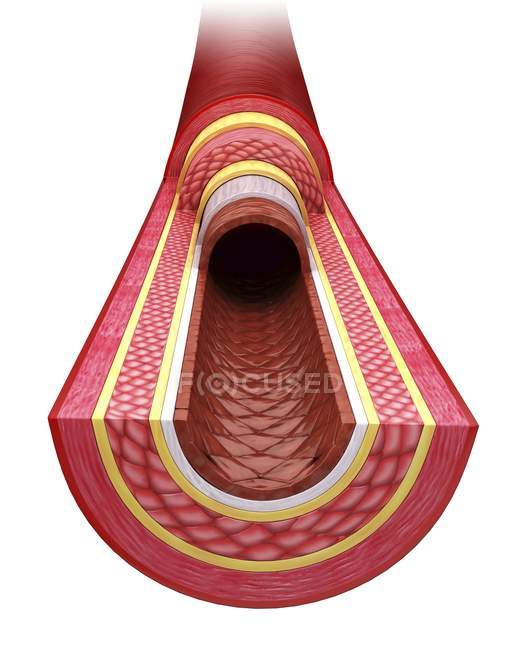 Querschnitt durch die menschliche Arterie — Stockfoto