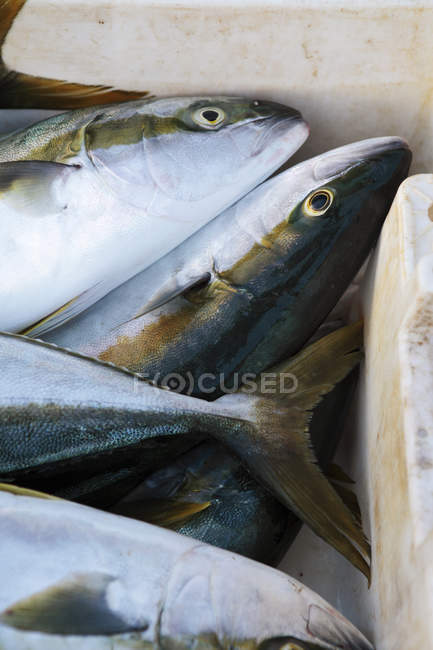 Freshly caught yellowtail fish, close-up. — Stock Photo