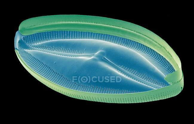 Acqua dolce singolo diatomo — Foto stock
