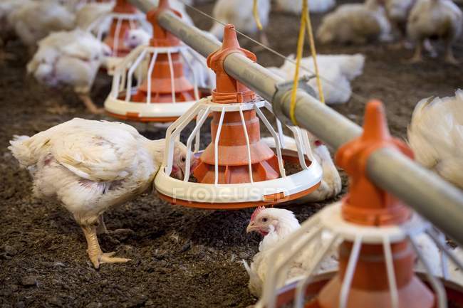 Hühner füttern aus einem Trog — Stockfoto