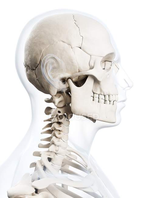 Parte superiore del corpo e del cranio sistema scheletrico — Foto stock