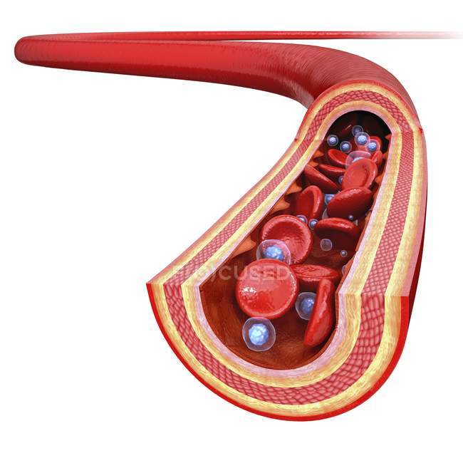 Человеческая артерия показывает стенки артерии и кровоток — стоковое фото