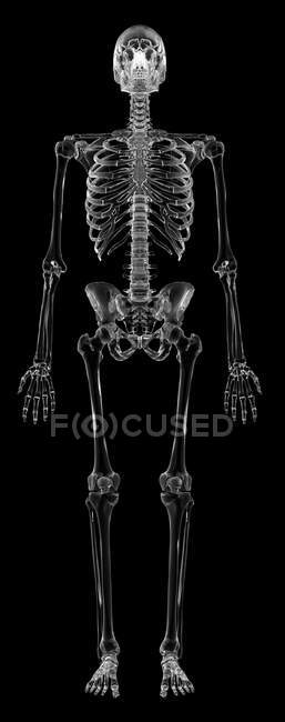 Struttura scheletrica umana — Foto stock