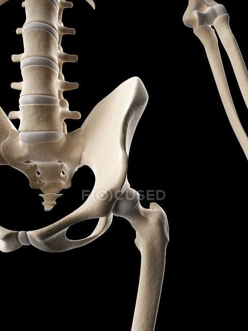 Regione del bacino e della colonna vertebrale lombare — Foto stock