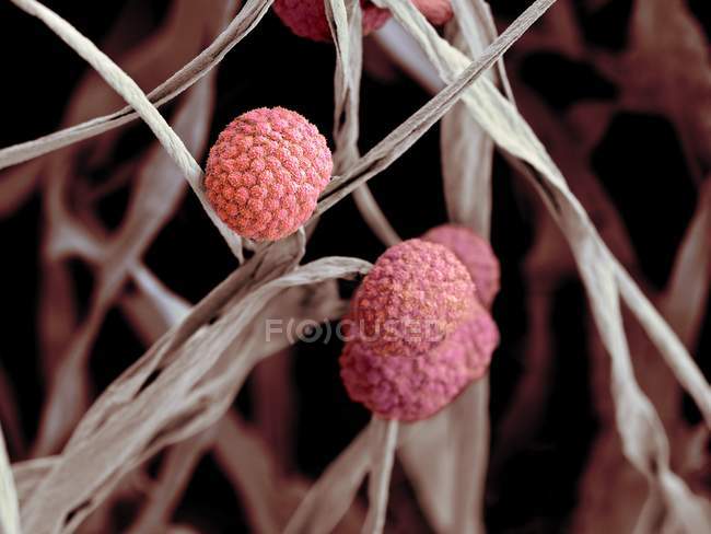 Грибковые клетки, проявляющие спорангиум — стоковое фото