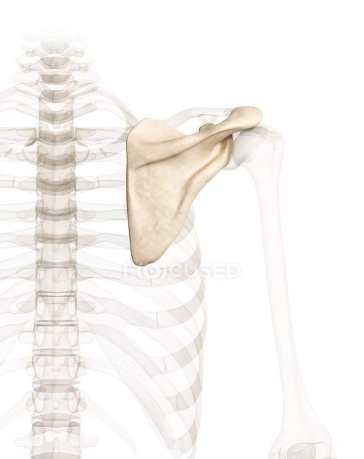 Вид на плечову анатомію — стокове фото