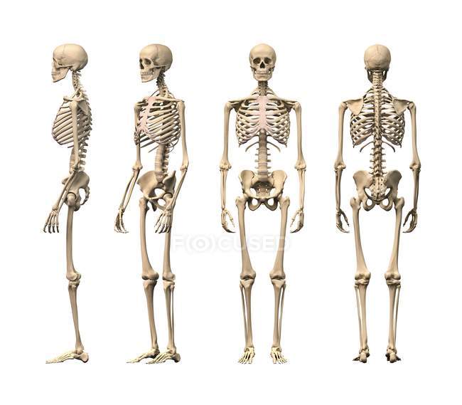 Структура скелета — стоковое фото