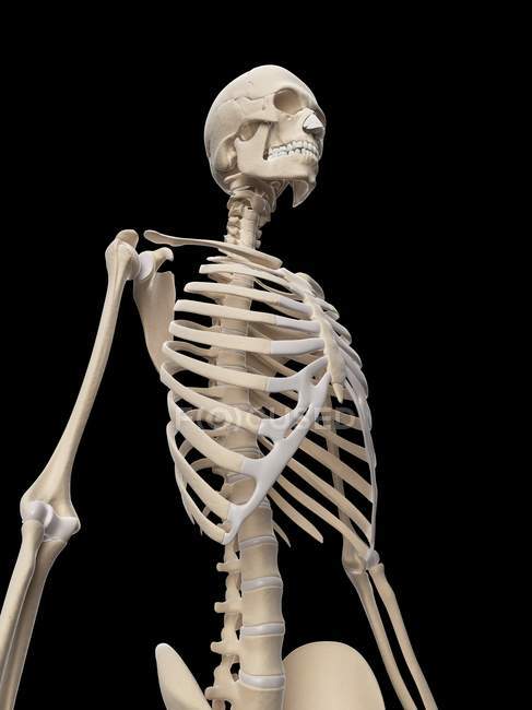 Système squelettique du haut du corps — Photo de stock
