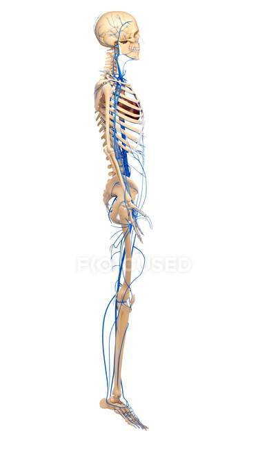 Systèmes squelettique et cardiovasculaire de l'adulte — Photo de stock