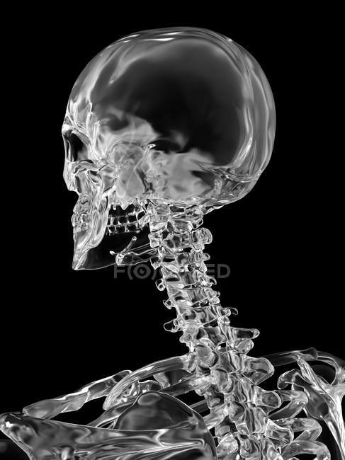 Vértebras cervicales y cráneo - foto de stock
