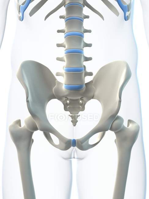 Pelvis and lumbar spine — Stock Photo