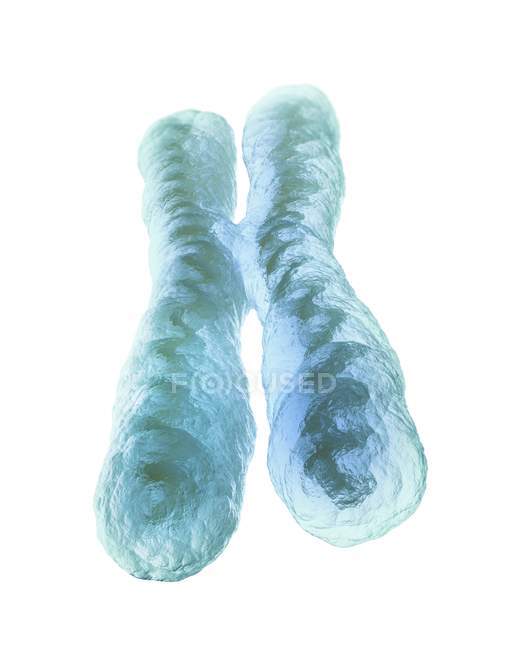Chromosome X normal — Photo de stock