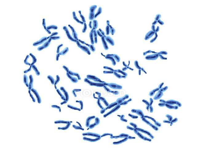 Нормальные хромосомы человека — стоковое фото