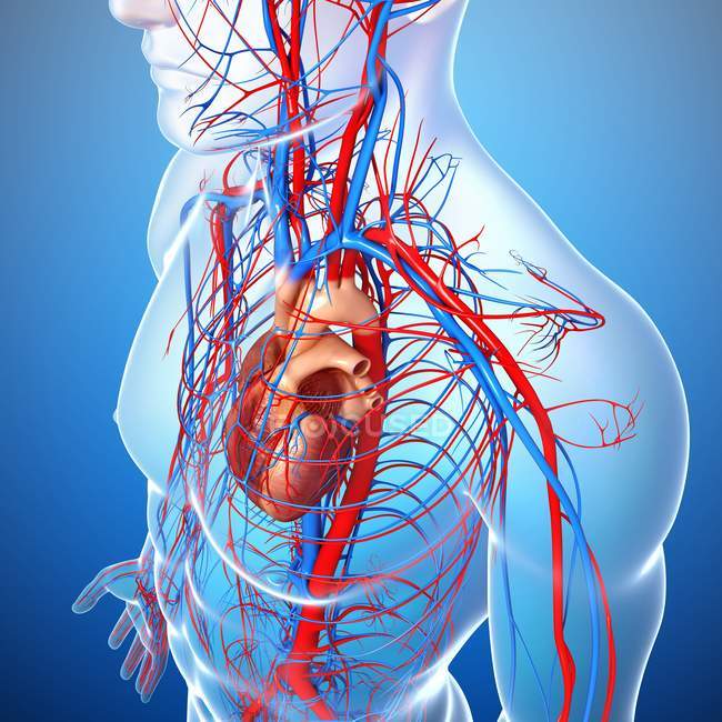 Systèmes squelettique et cardiovasculaire — Photo de stock