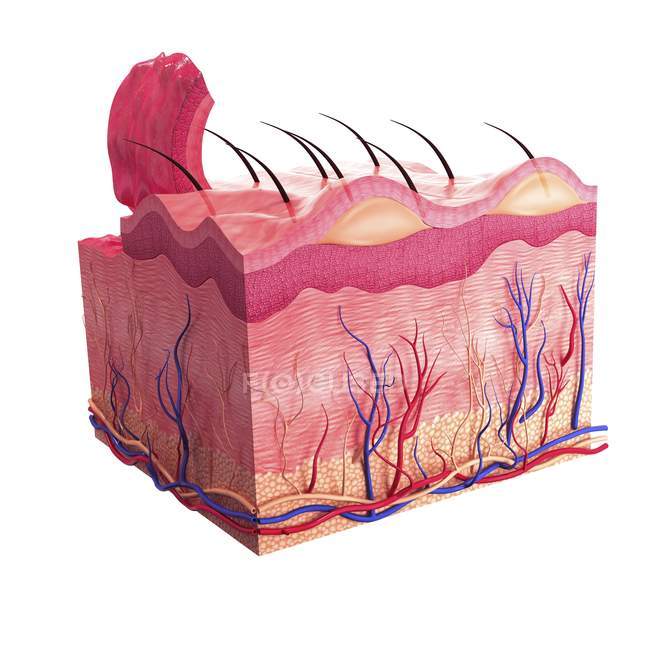 Anatomía de la piel humana y suministro de sangre - foto de stock