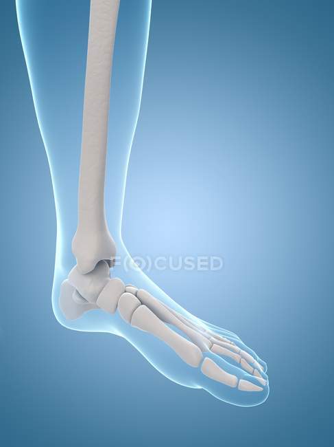 Bein- und Fußknochen — Stockfoto