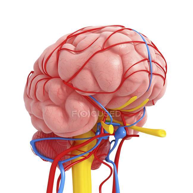 Перегляд анатомії мозку — стокове фото