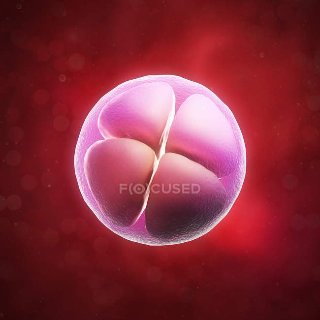 Embrião de quatro células — Fotografia de Stock
