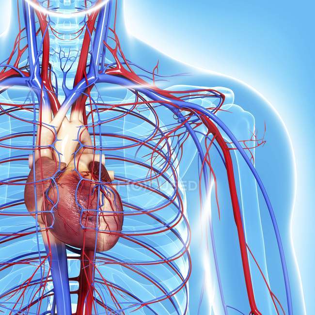 Sistema cardiovascular con énfasis en el corazón - foto de stock