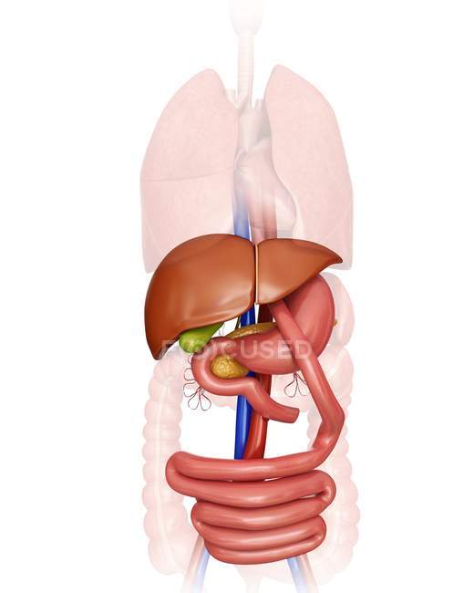 Innere Organe und Verdauungssystem — Stockfoto