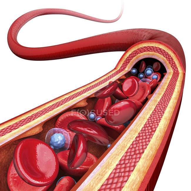 Artère humaine montrant les parois des artères et la circulation sanguine — Photo de stock