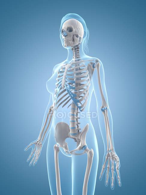 Skelettsystem des Menschen — Stockfoto