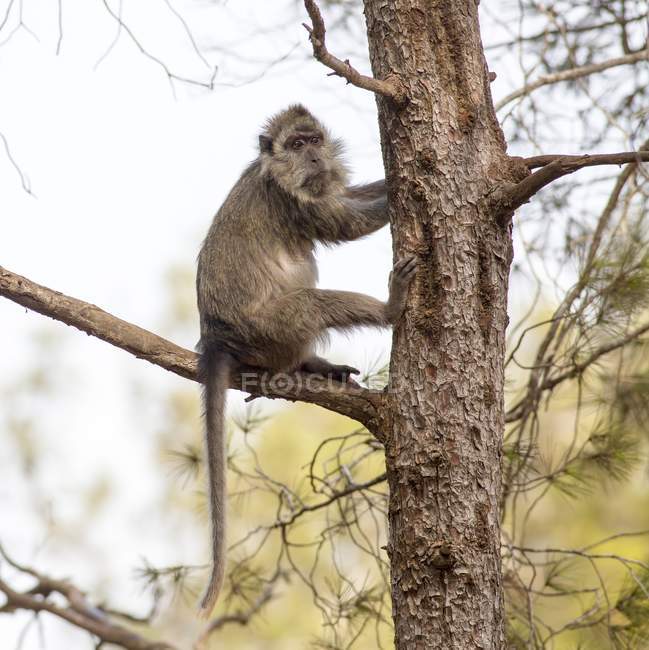 Capuchino llorón sentado en el árbol en estado salvaje . - foto de stock