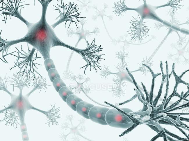 Red neuronal mostrando terminales sinápticos - foto de stock