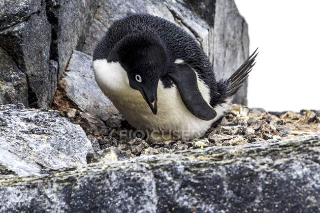 Adelie penguin with egg on Adelaide Island — Stock Photo
