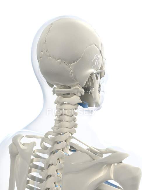 Primer plano del cráneo y los huesos del cráneo - foto de stock