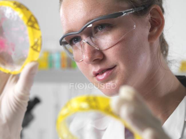 Female scientist examining cultures in petri dish. — Stock Photo
