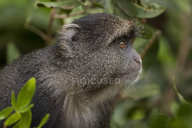 Porträt eines blauen Affen im Baum. — Stockfoto