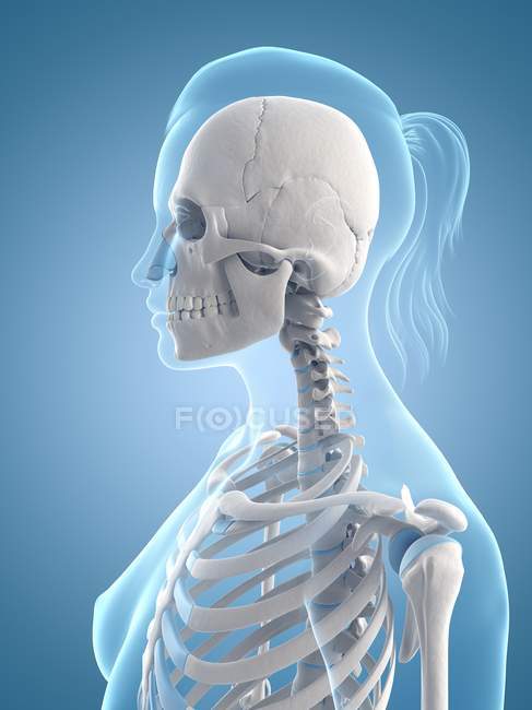 Upper-body skeletal system — Stock Photo