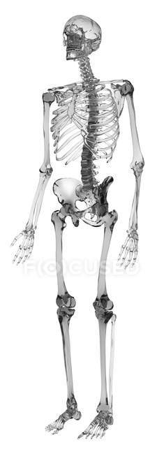 Système squelettique de l'homme adulte — Photo de stock