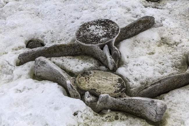 Whale bones on shore, Antarctica — Stock Photo
