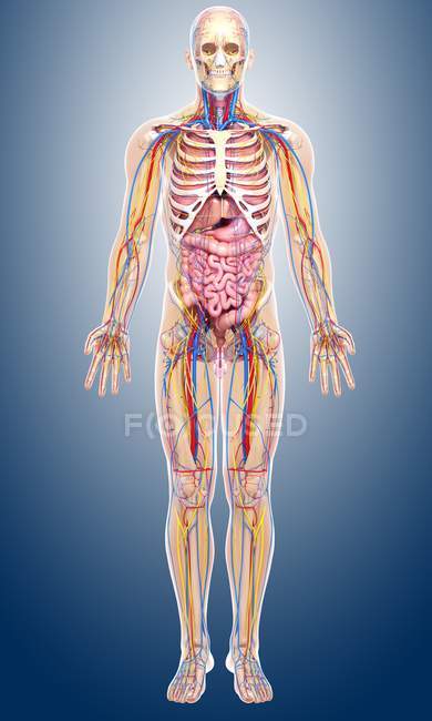 Мужская анатомия с тканями и системами — стоковое фото