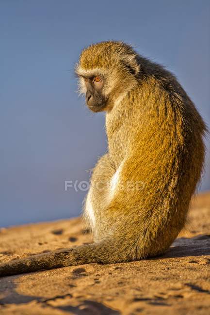 Mono de agarre sentado en la roca a la luz del sol - foto de stock