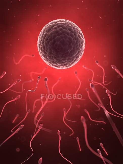 Human sperm and egg — Stock Photo