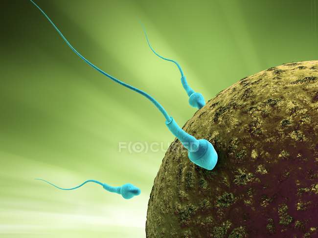 Befruchtung, bei der Spermien eine Eizelle befruchten — Stockfoto
