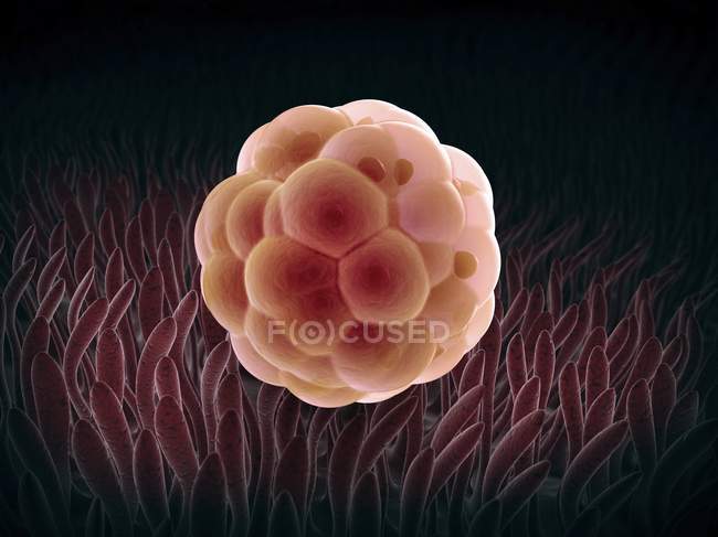 Embrión en fase de blastocisto - foto de stock