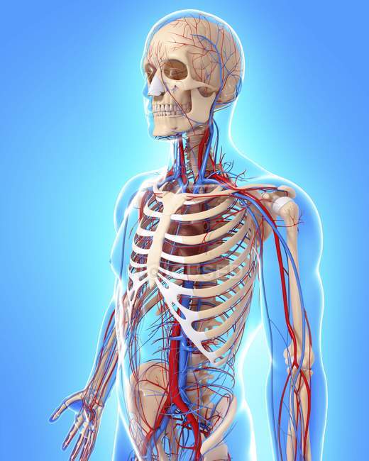 Скелетної і серцево-судинної системи — стокове фото